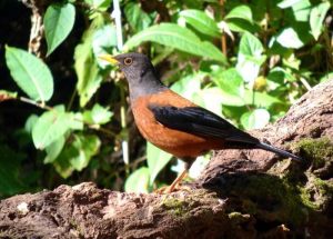 Day_10_Chestnut_Thrush