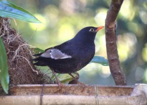 Day_10_Grey-winged_Blackbird