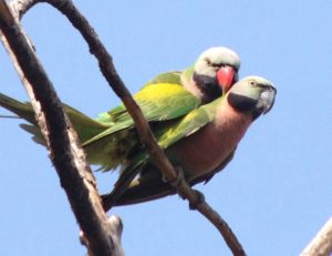 Day_1_Red_breasted_Parakeet_