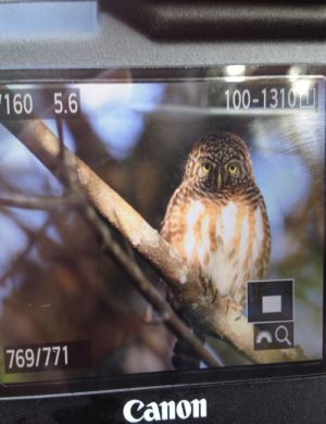 Day_3_Asian_Barred_Owl