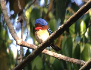 Day_3_Banded_Kingfisher