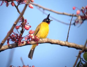 Day_3_Black-chested_Bulbul