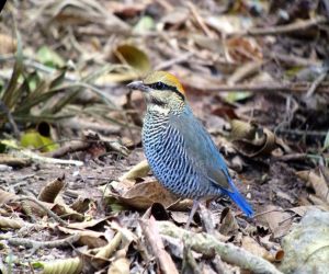 Day_4_Blue_Pitta