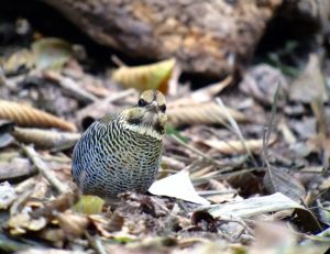 Day_4_Blue_Pitta_at_KY_