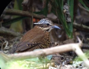 Day_4_Eared_Pitta_KY