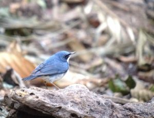 Day_4_birding