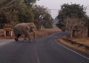 Day_5_Asian_Elephan