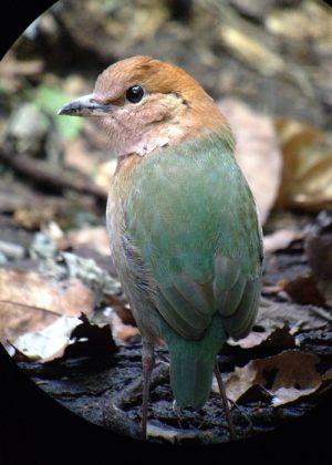 Day_6-8Rusty-naped_Pitta