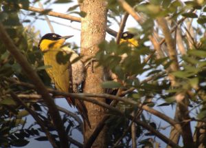 Day_6-8_Black-headed_Woodpecker