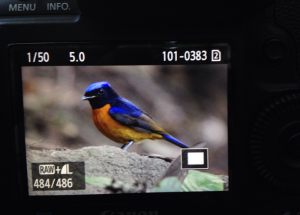 Day_6-8_Flychatcher_behide_camera