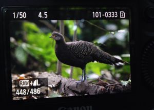 Day_6-8_Grey_Peacock-Pheasant_