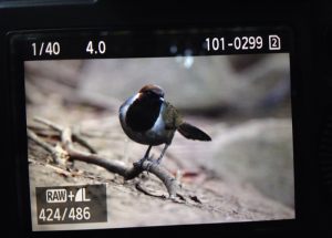 Day_6-8_Laughingthrush