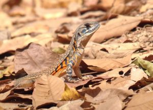 Day_6-8_Lizard