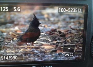 Day_9_Bird_photography_tour