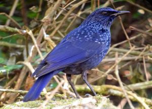 Day_9_Birding