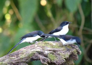 Day_9_Jerdons_Bushchat
