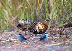 Day_9_Mountain_Bamboo_Partridge