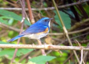 Day_9_Orang-flanked_Bush-Robin
