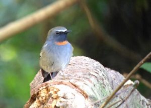 Day_9_Rufous-gorgetted_Flychatcher