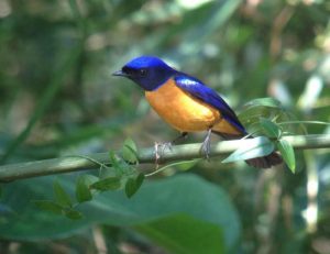 Day10Rufous-bellied_Niltava