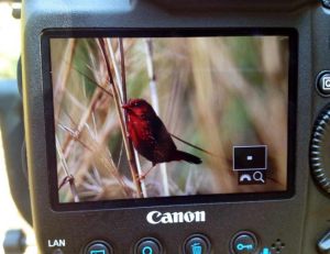 Day11Red_Avadavet