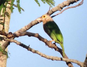 Day1_Lineated_Barbet