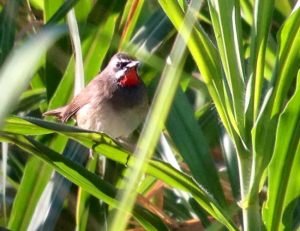 Day1_Siberian_Rubythroat