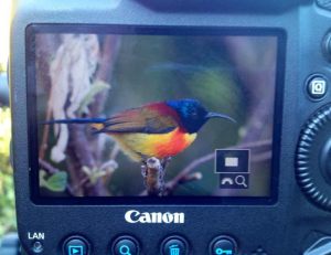 Day2Feb4th_Green-tailed_Sunbird