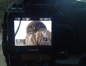 Day3Feb.5th._Asian_Barred_Owl