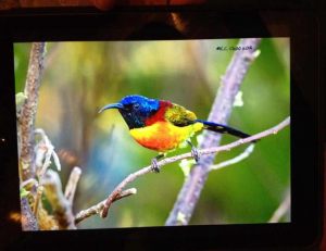 Day4Feb.6th_Green-tailed_Sunbird