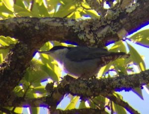 Day6Gaint_Nuthatch