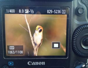 Day6Spot-breasted_Parotbill