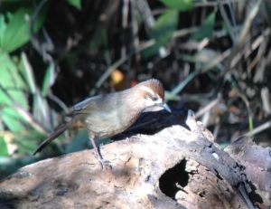 Day6White_browed_Laughingthrush