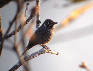 Day7Chestnut-bellied_Rock-Thrush