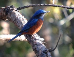 Day7Chestnut-bellied_Rock-Thrushmale