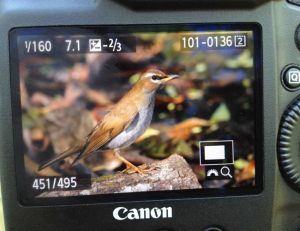 Day7Grey-sided_Thrush
