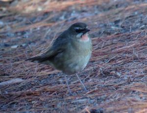 Day7Siberian_Rubythroat