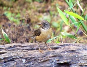 Day9bird_photographic_at_DAK