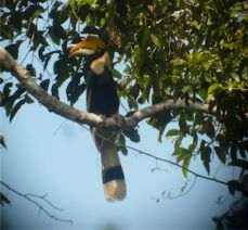 Great_Hornbill-229x212