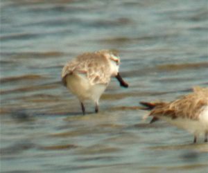 Spoonbill_Sandpiper