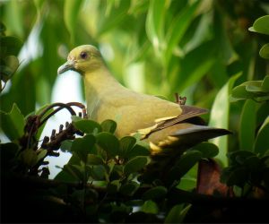 Ping-necked_Pigon