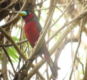 Black-and-Red_Broadbill