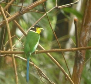 Long-tailed_Broadbill