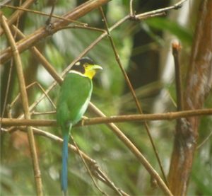 Long-tailed_Broadbill