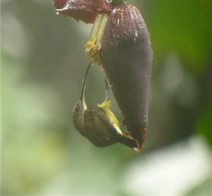 Olive-backed_Sunbird_