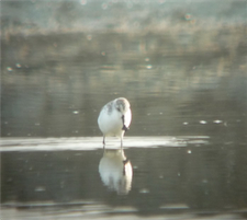 Spoonbill_Sandpiper_