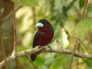 Red-and-headed_Broadbill_