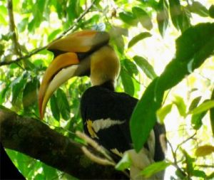 Great_Hornbill-428x360