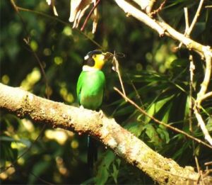 LOng-tailed_Braodbill-428x372