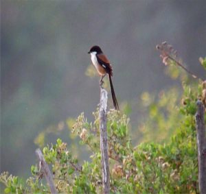 Long-tailed_Shrike